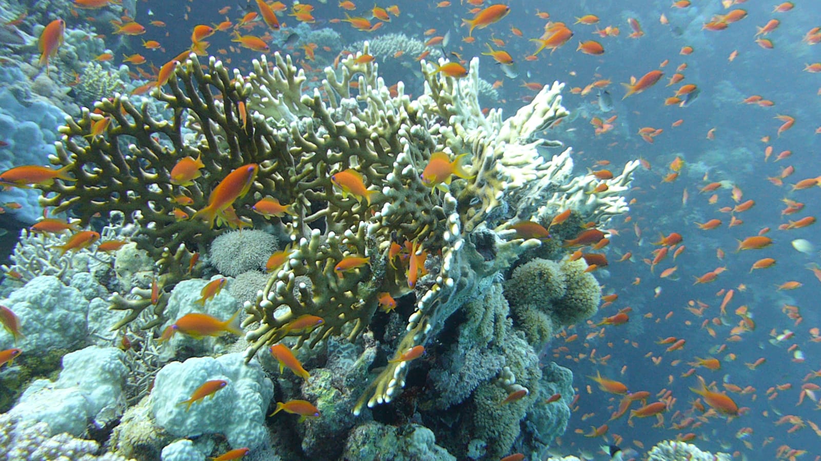 Illustration: Neumond 29.6.2022 trifft Lilith - Astrologie-Blog