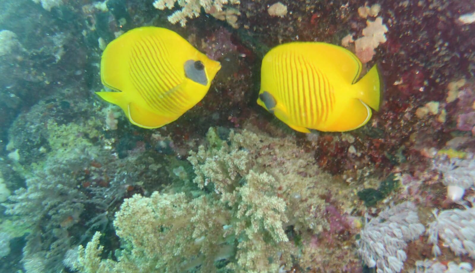 Illustration: NEUMOND 6.6.2024 IM ZEICHEN ZWILLINGE – JUST THE 2 OF US…? - Astrologie-Blog