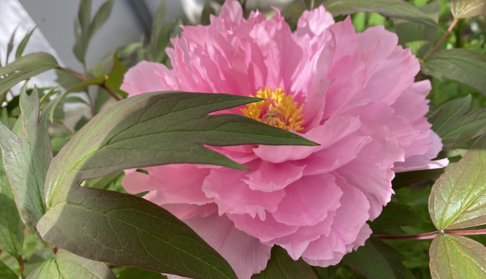 Illustration: Neumond im Krebs – 6.Juli 2024  Verbundenheit - Astrologie-Blog